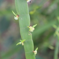 Muehlenbeckia platyclada (F.Muell.) Meisn.